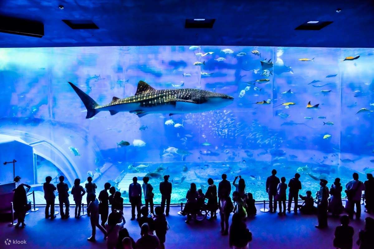 okinawa-north-tour-okinawa-churaumi-aquarium-kouri-island-cape